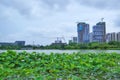 Ecological urban development , lake and lotus